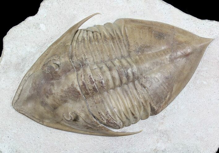 Rare Megistaspidella Trilobite - Large Specimen #74019